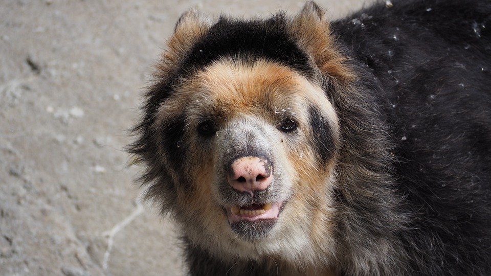 The endangered spectacled bear of the Peruvian Andes