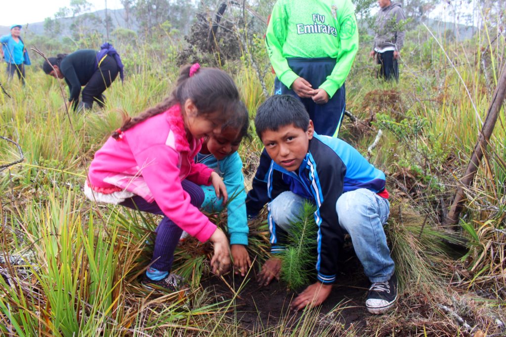 peru reforestation