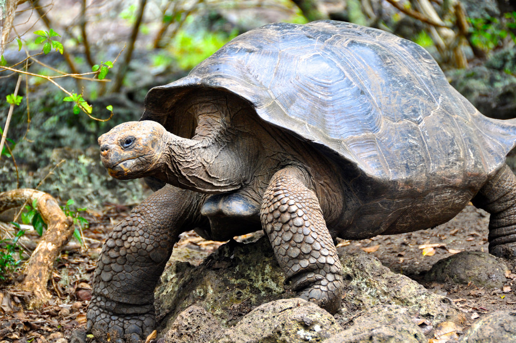 galapagos tortoises
